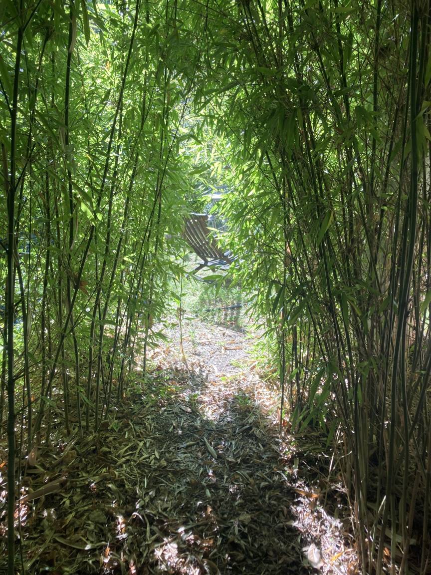 Un passage entre de hauts bambous, menant vers le bas du jardin