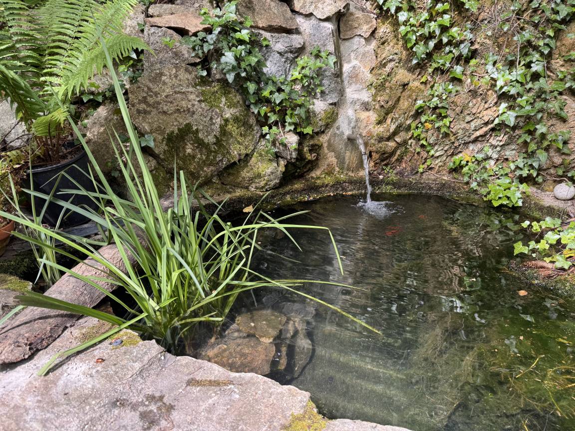Une fontaine de pierre au filet d'eau continu, entourée de lierre