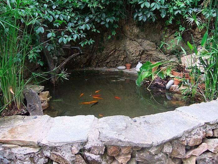 Un petit bassin avec des poissons rouges, entouré de fougères