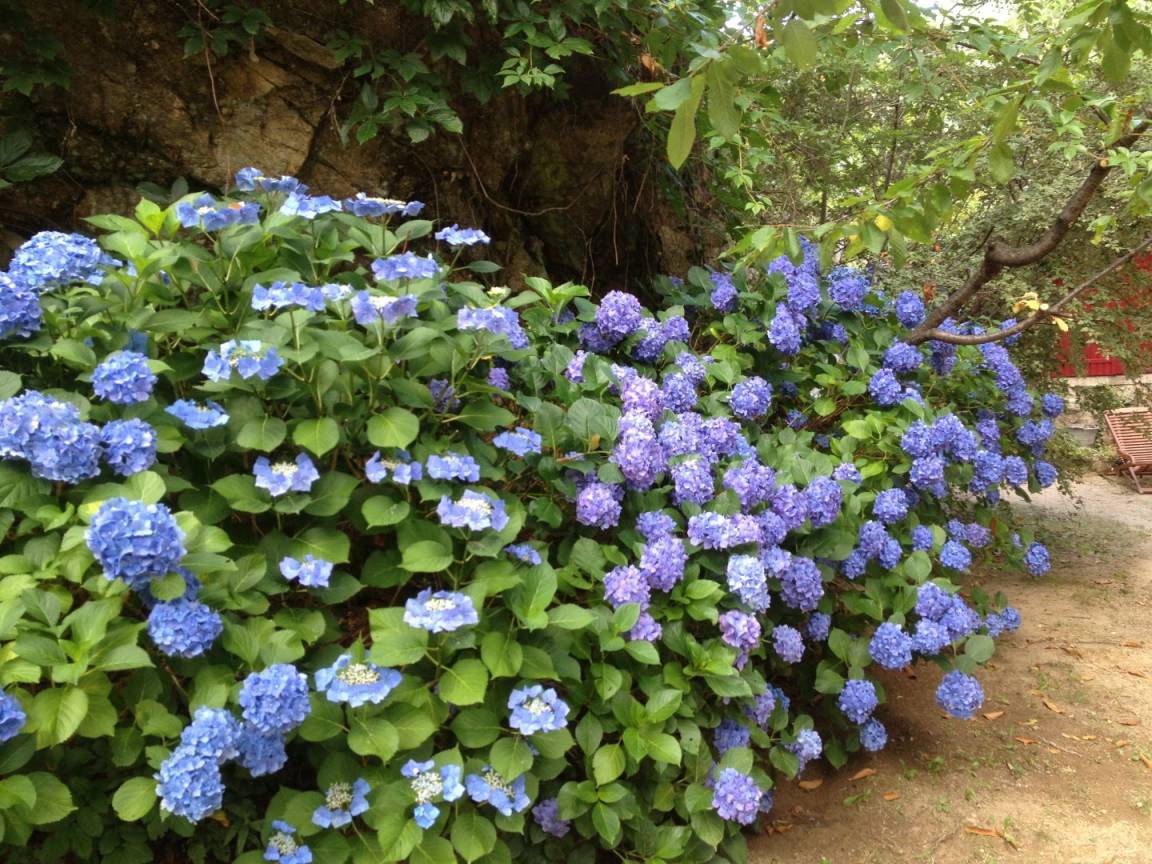 Une haie d'hortensias bleus au pied d'un gros rocher