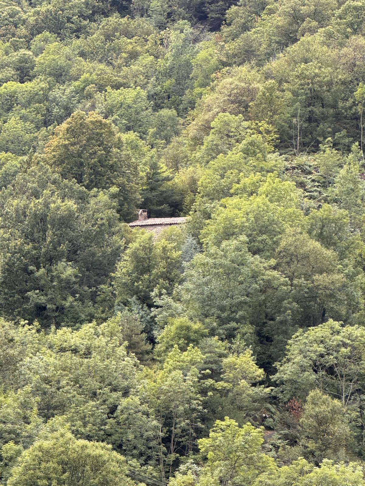 La maison, minuscule et presque invisible au milieu de la forêt du versant