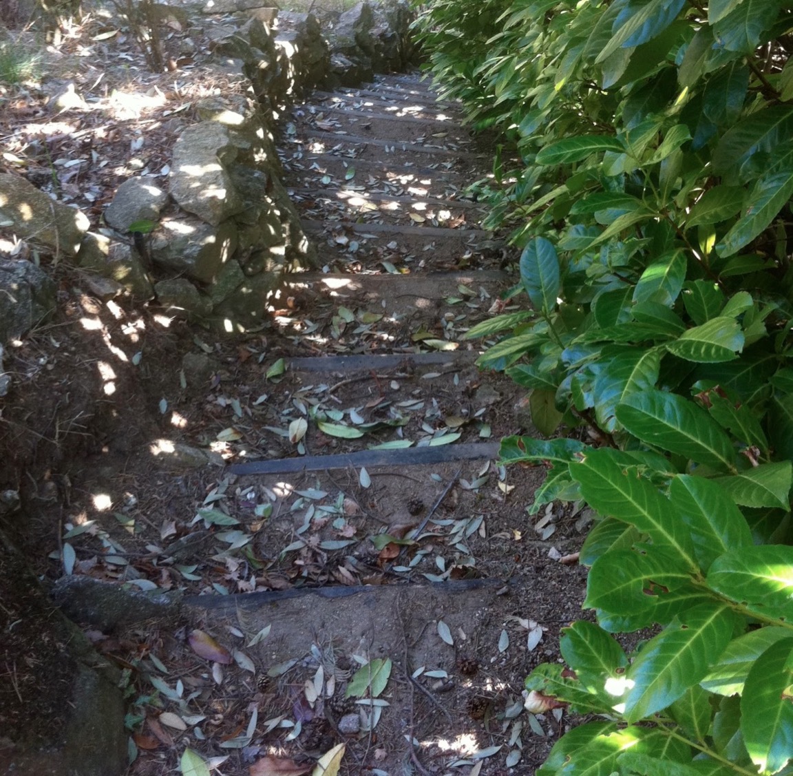 Le sentier de pierre et de bois qui descend vers la piscine, entre les arbustes