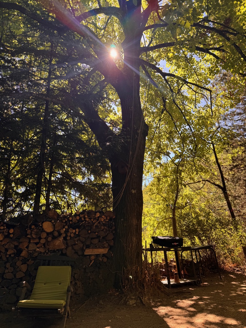 Le grand tilleul à contre-jour, le soleil entre ses branches, une pile de bois et un transat à son pied